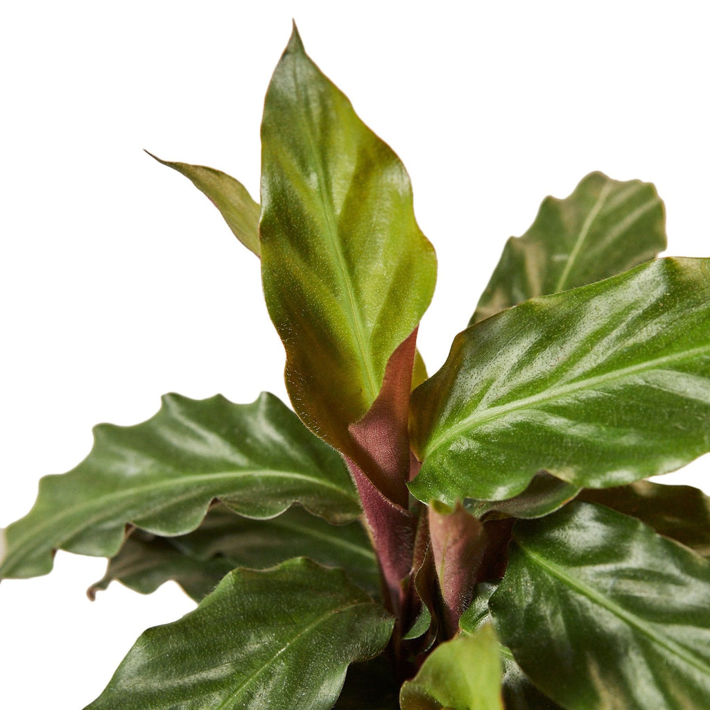 Close-up of a green leafy plant on a white background