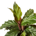 Close-up of a green leafy plant on a white background