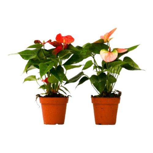 2 Anthurium Variety Pack - 4" Pots