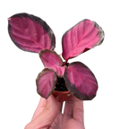Calathea Purple Rose