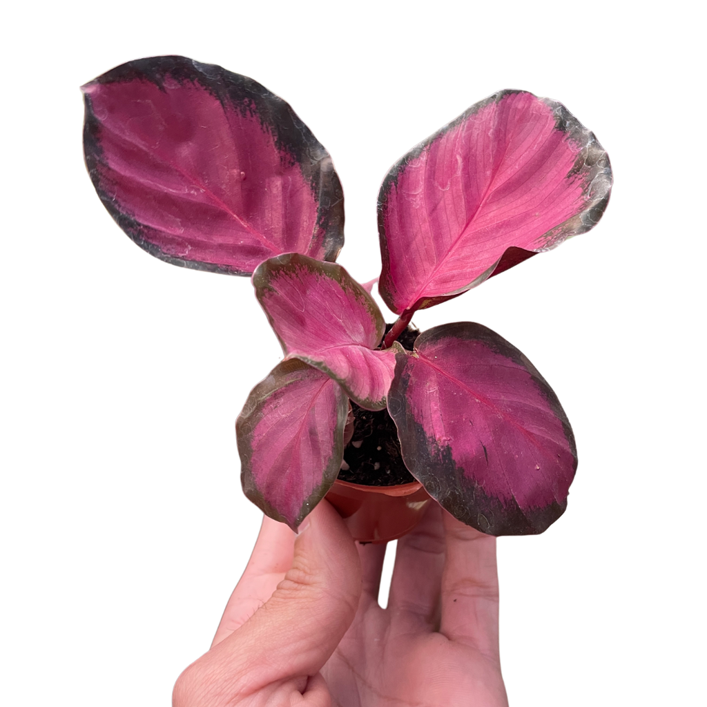 Calathea Purple Rose
