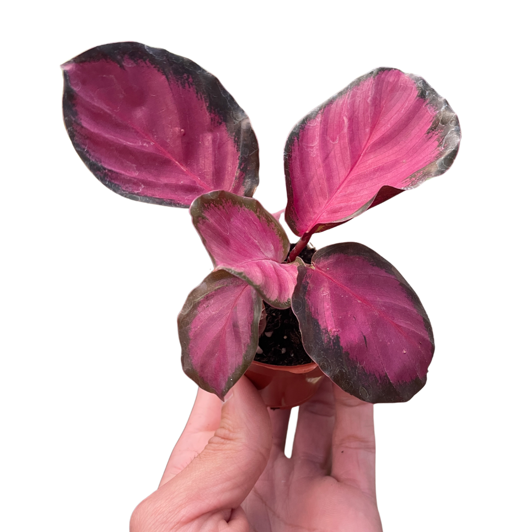 Calathea Purple Rose