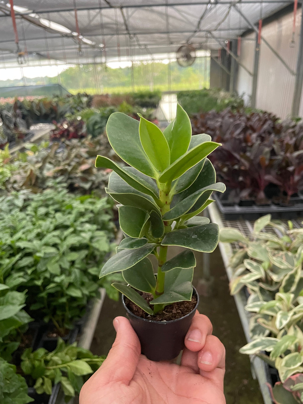 Clusia Princess Autograph Plant