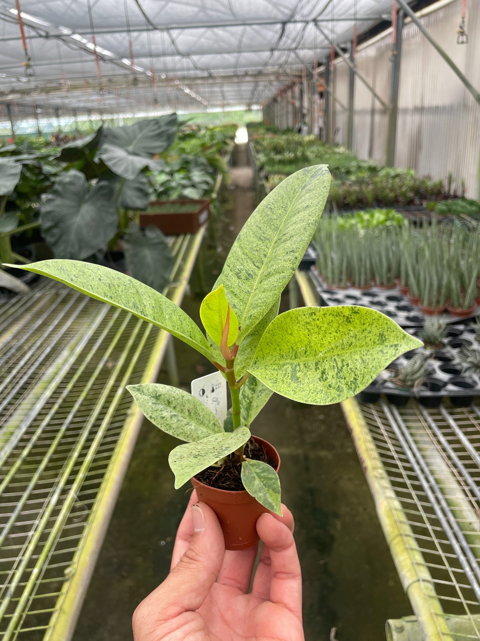 Ficus Shivereana Moonshine