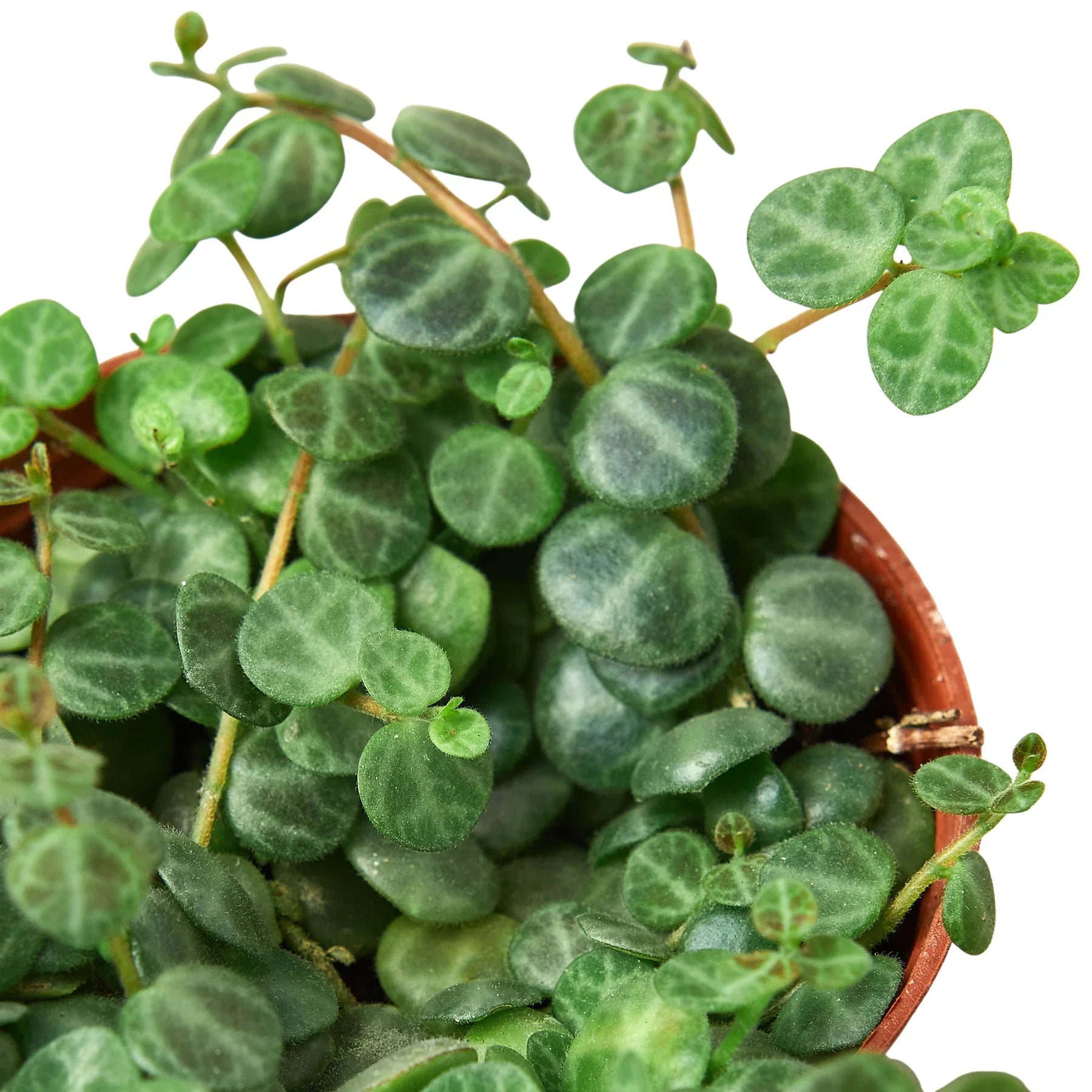 Peperomia Prostrata String Of Turtles