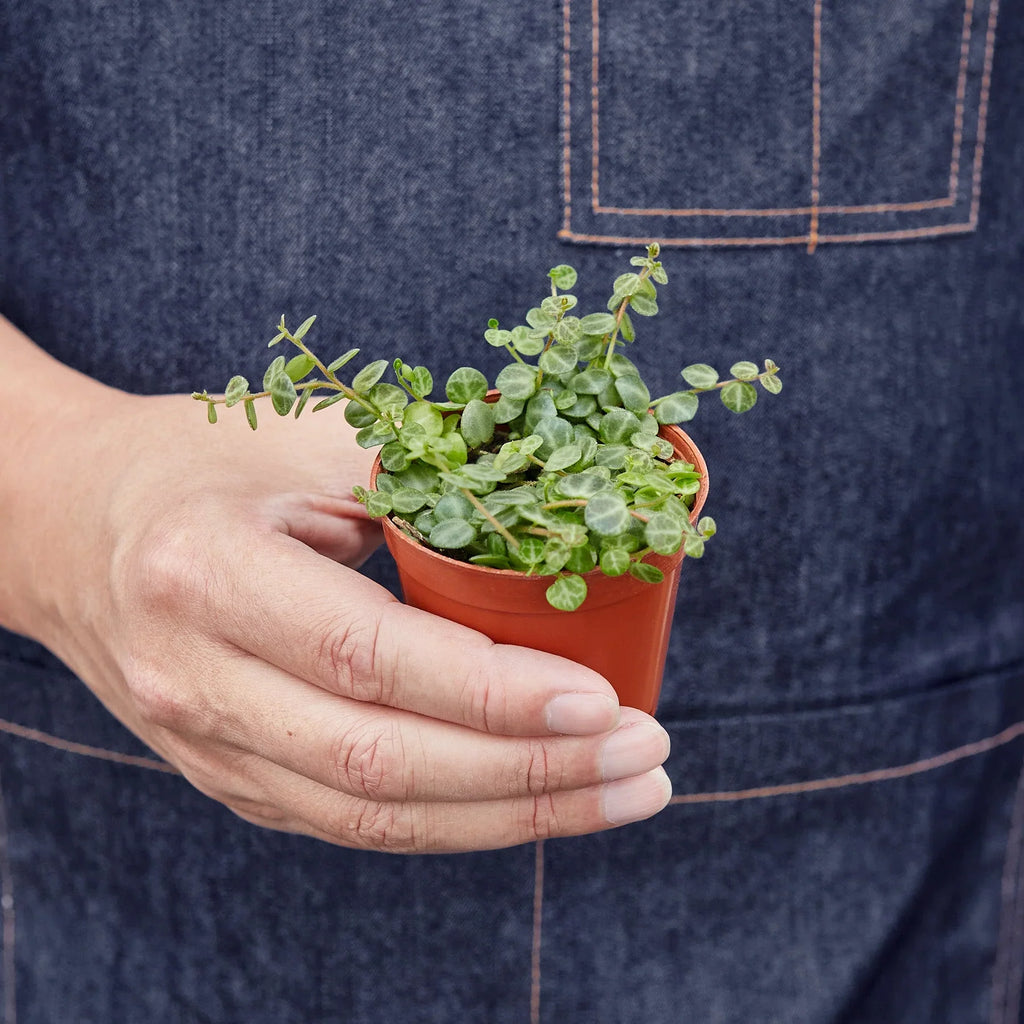 Peperomia Prostrata String Of Turtles