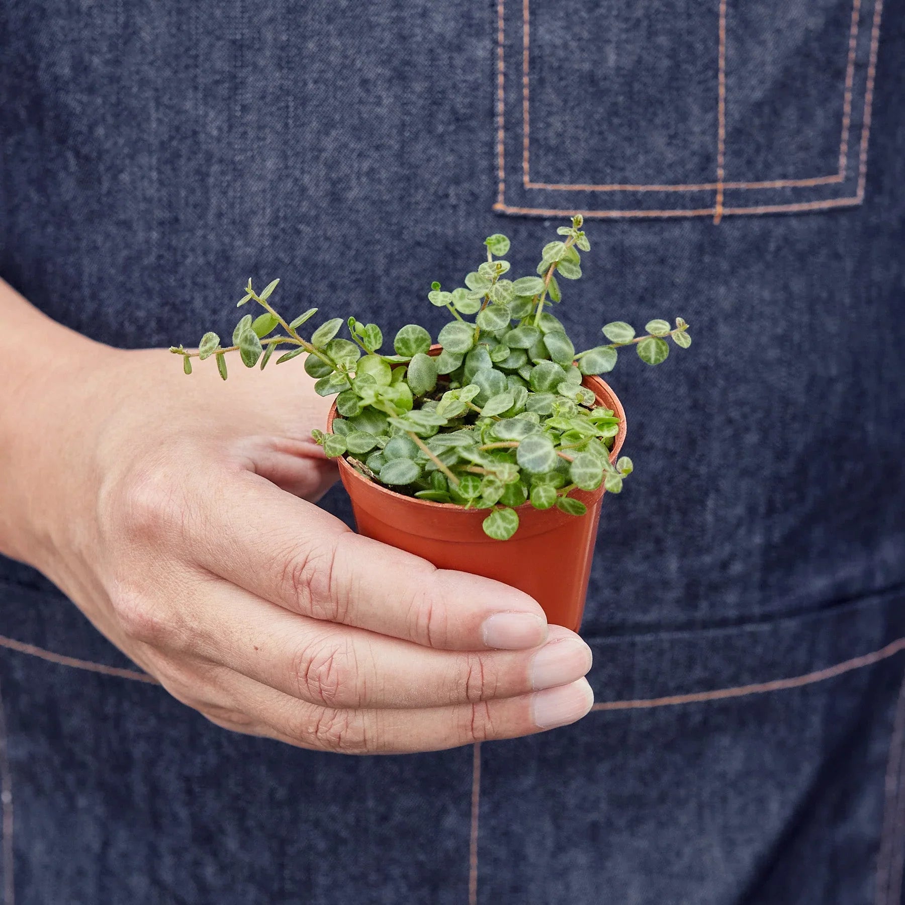 Peperomia Prostrata String Of Turtles