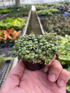 Peperomia Prostrata String Of Turtles