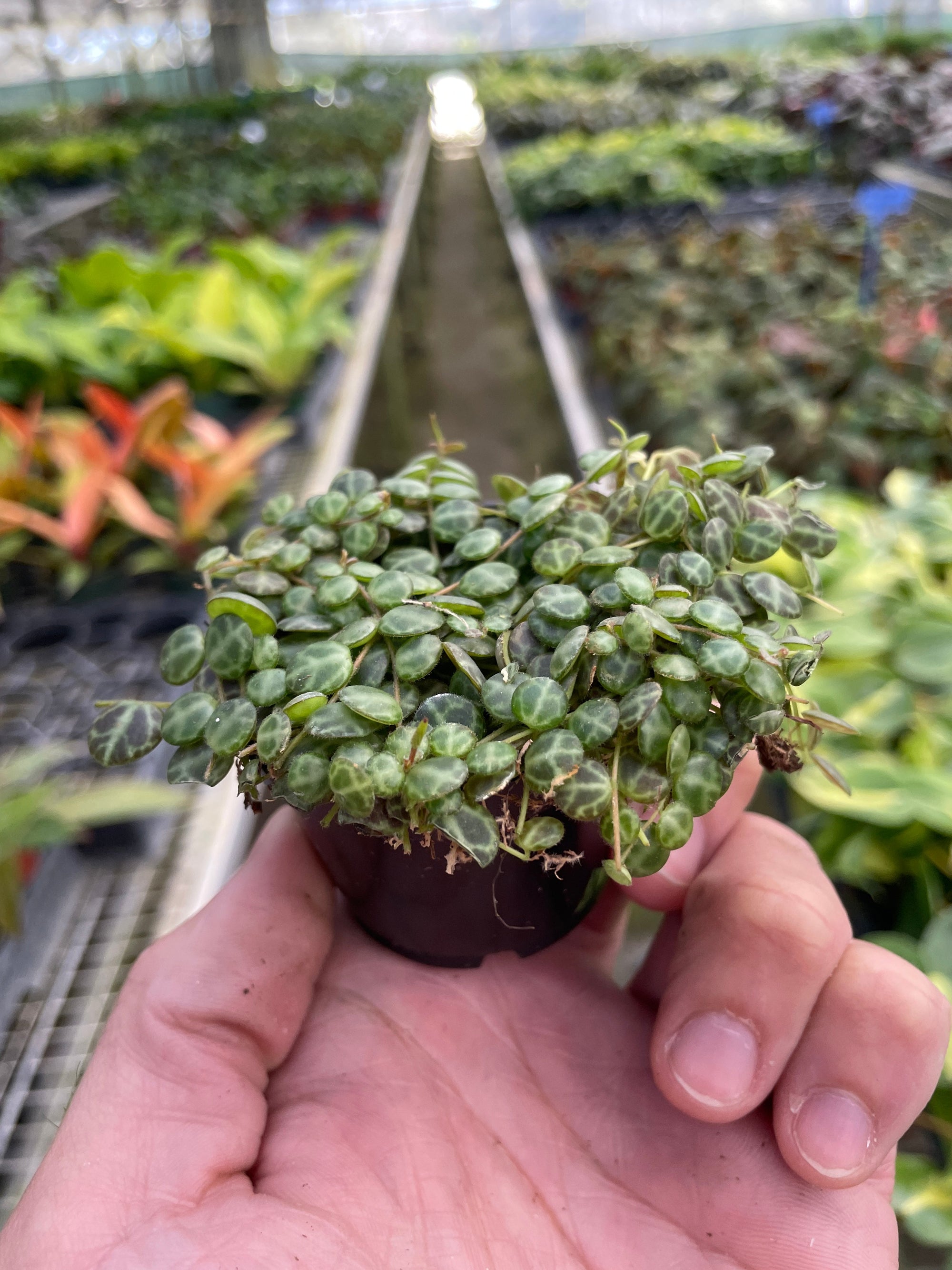 Peperomia Prostrata String Of Turtles
