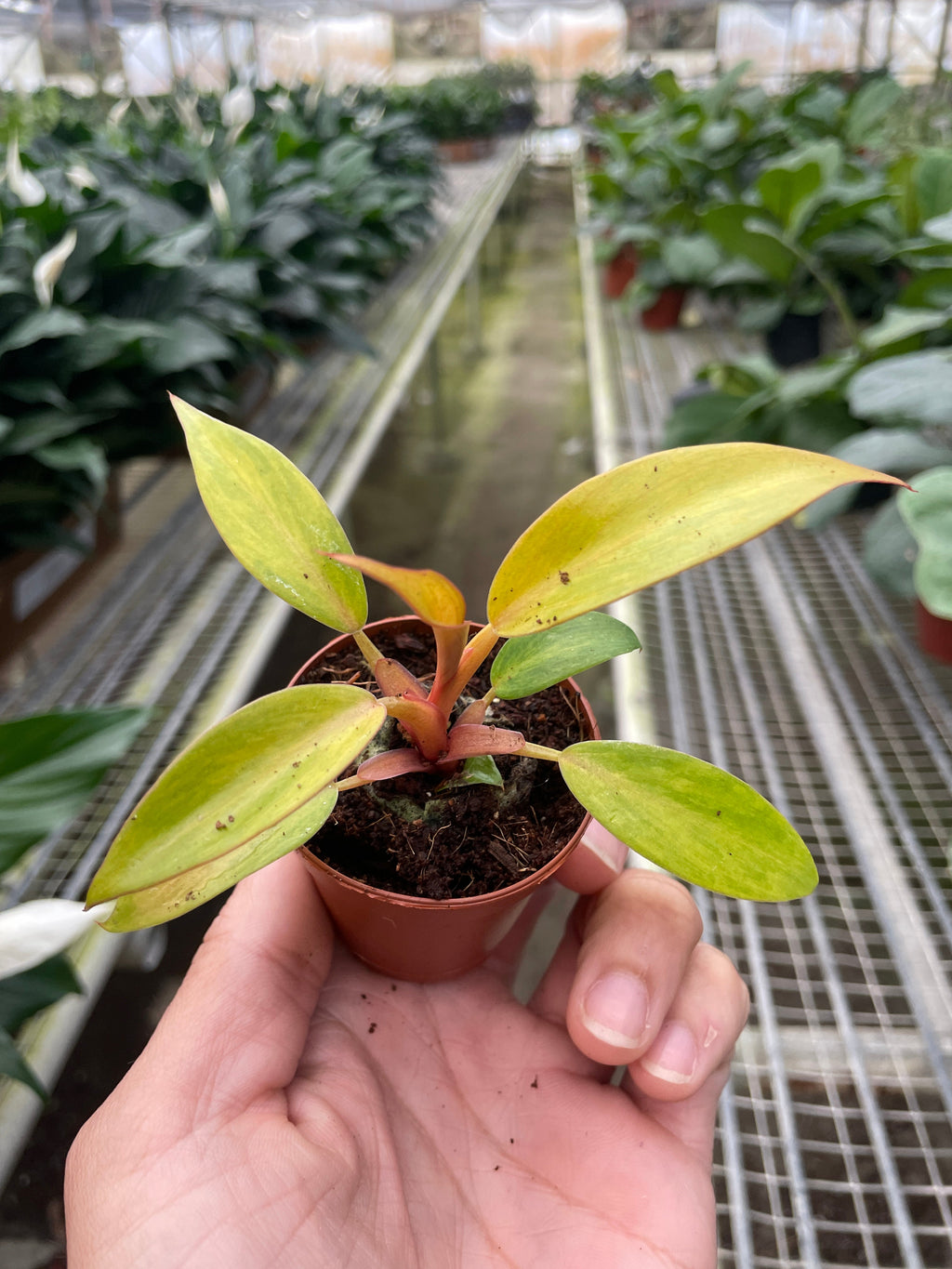 Philodendron Orange Marmalade
