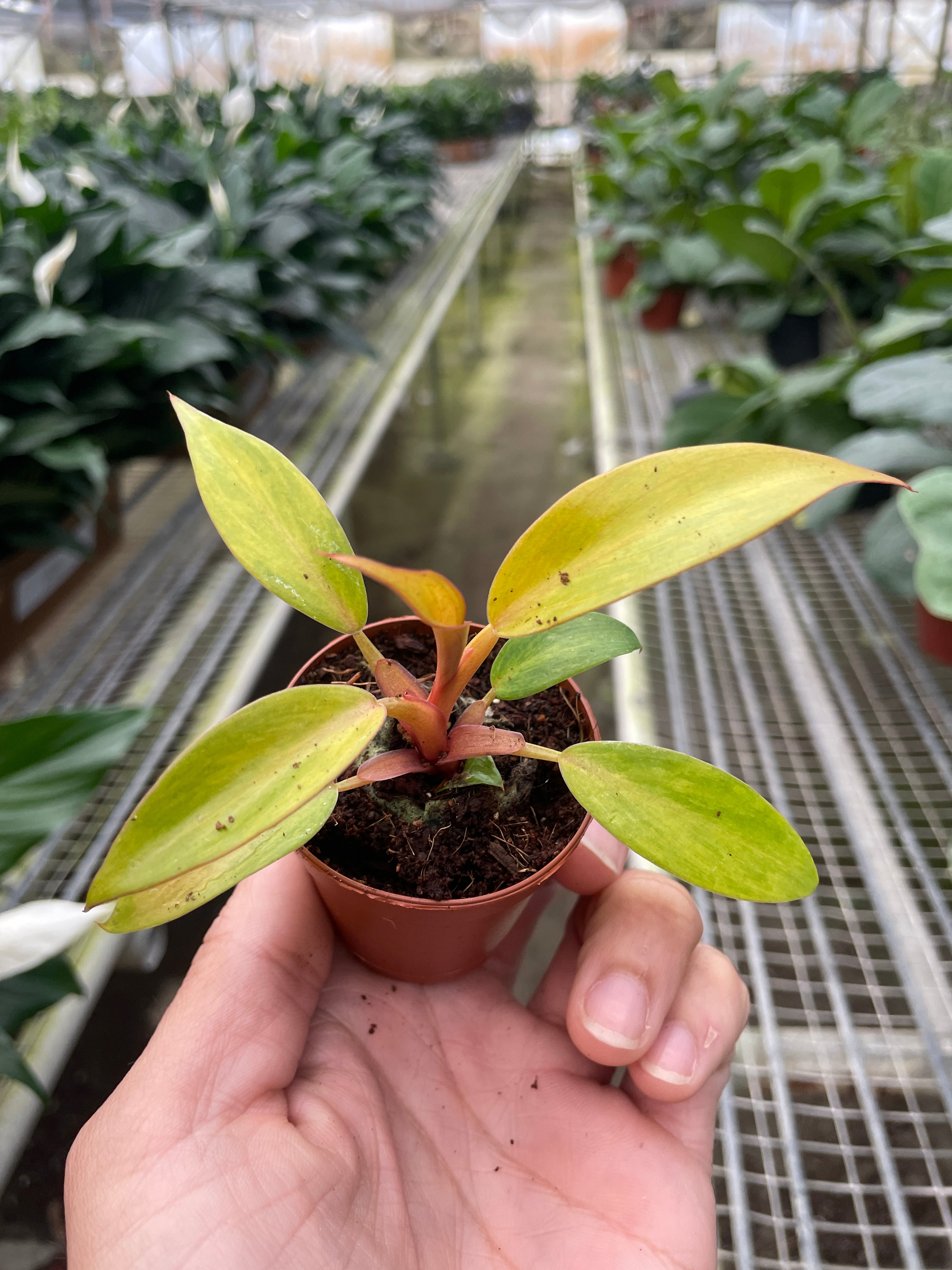 Philodendron Orange Marmalade