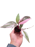 Philodendron Marble Pink Princess