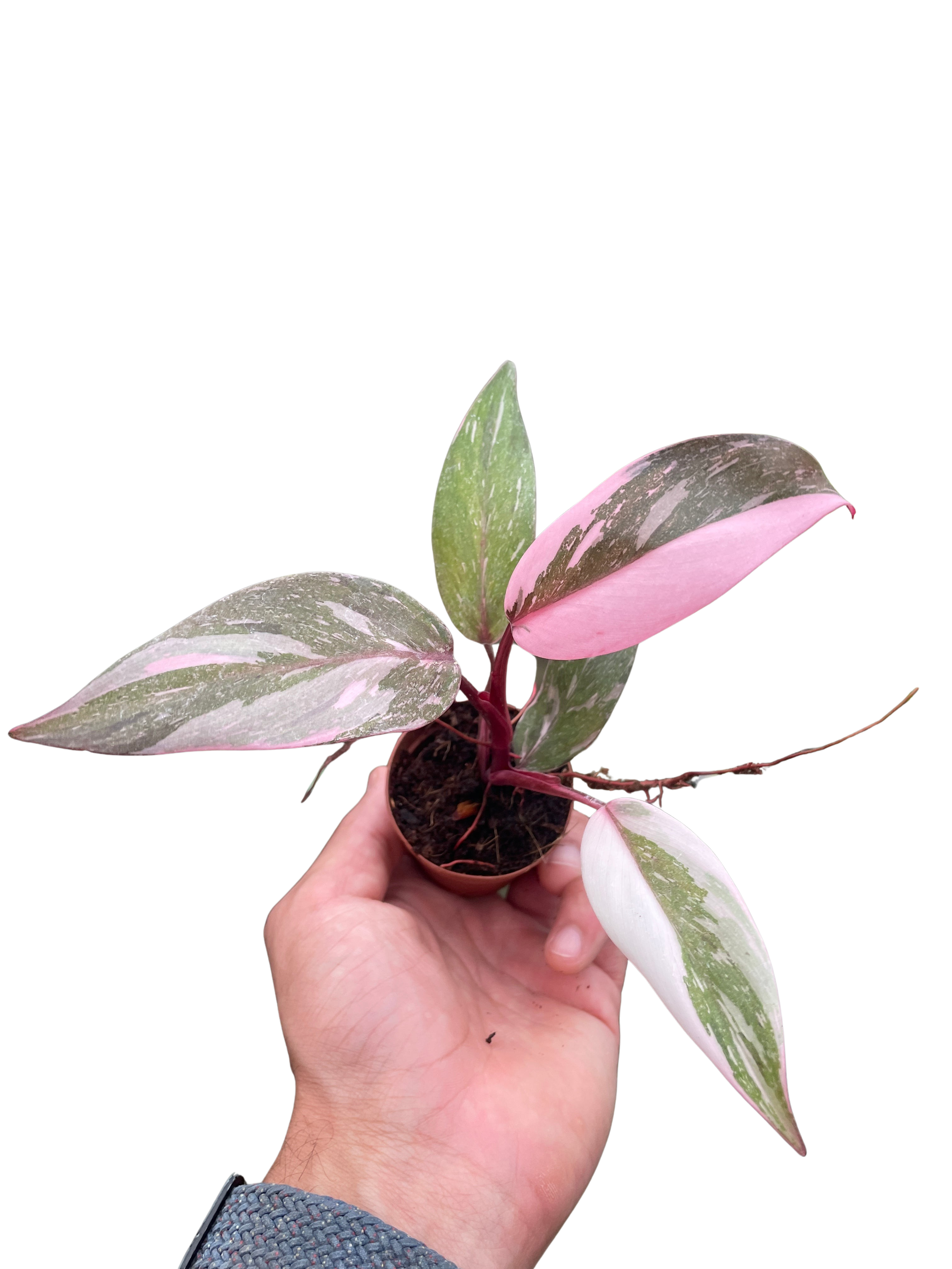 Philodendron Marble Pink Princess