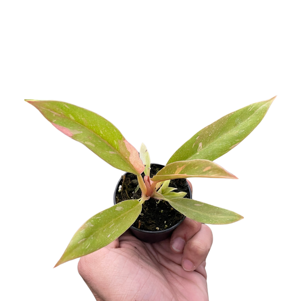 Philodendron Ring Of Fire Variegated