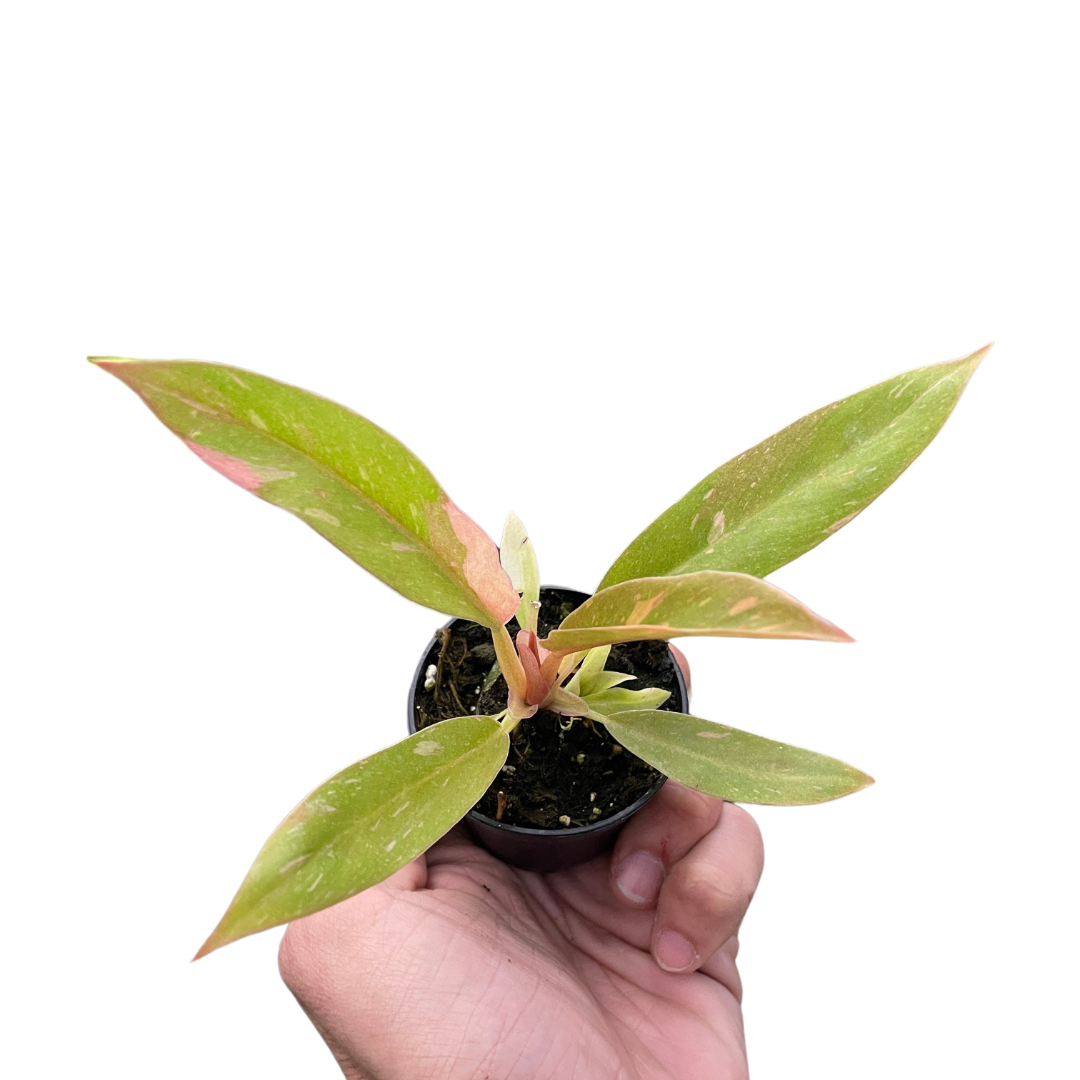 Philodendron Ring Of Fire Variegated