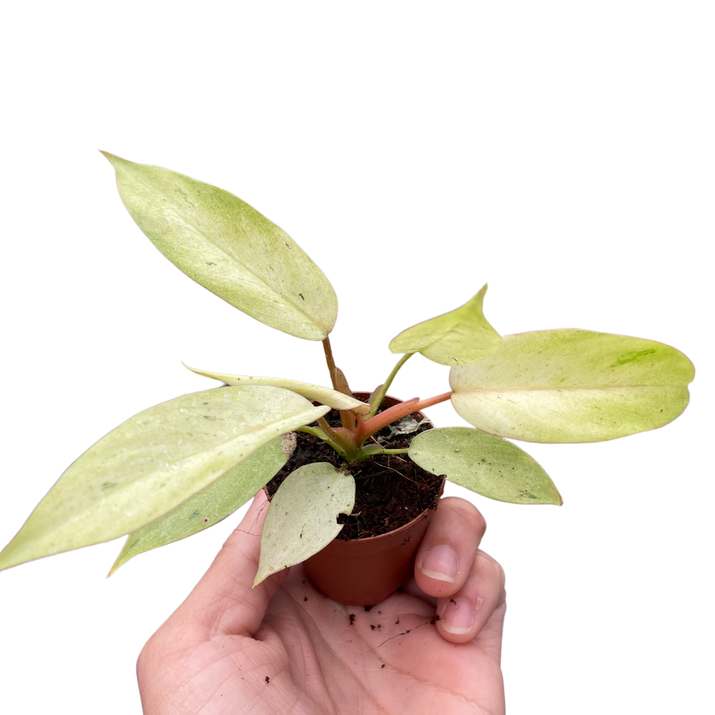 Philodendron Snowdrift