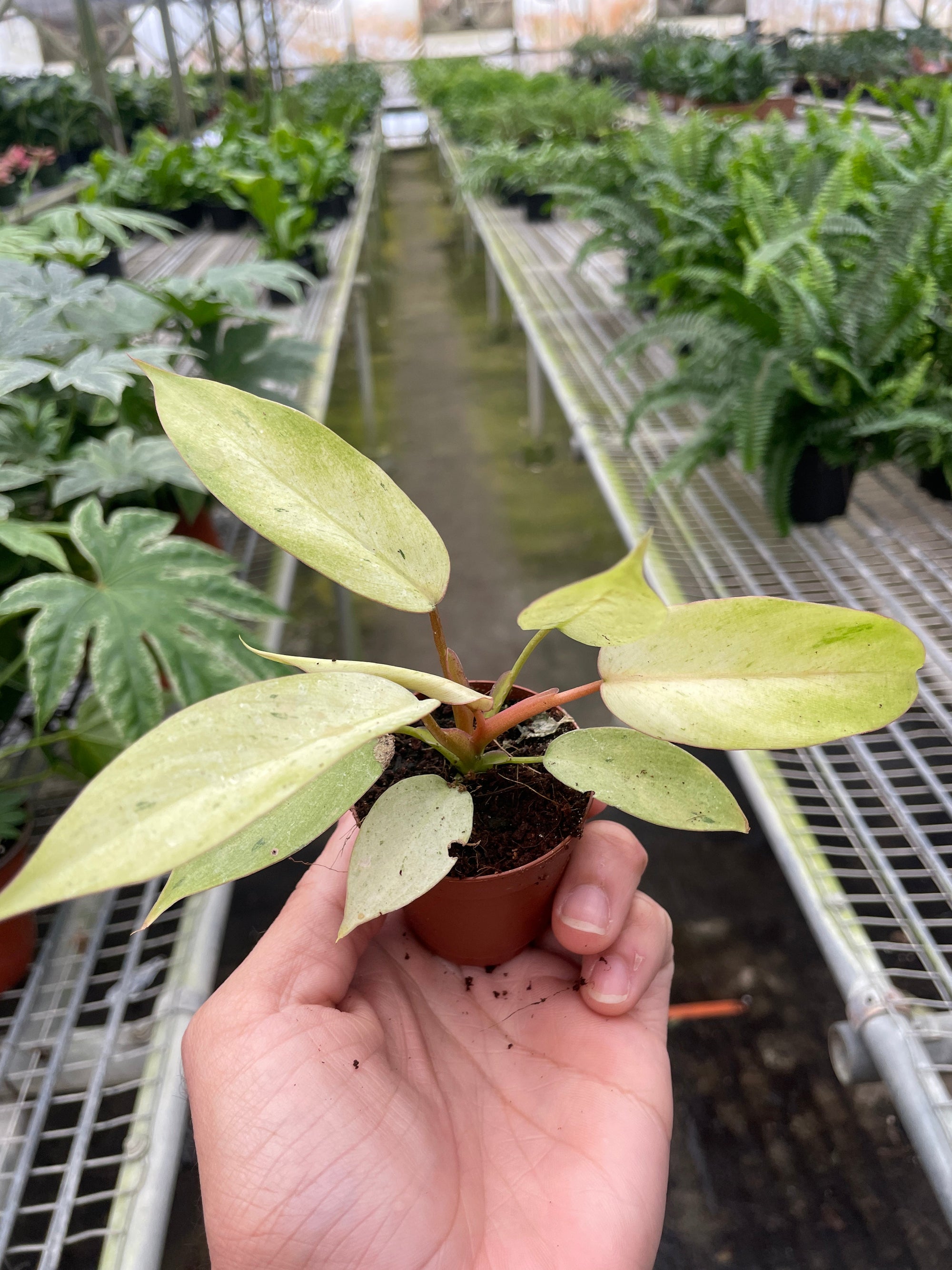 Philodendron Snowdrift