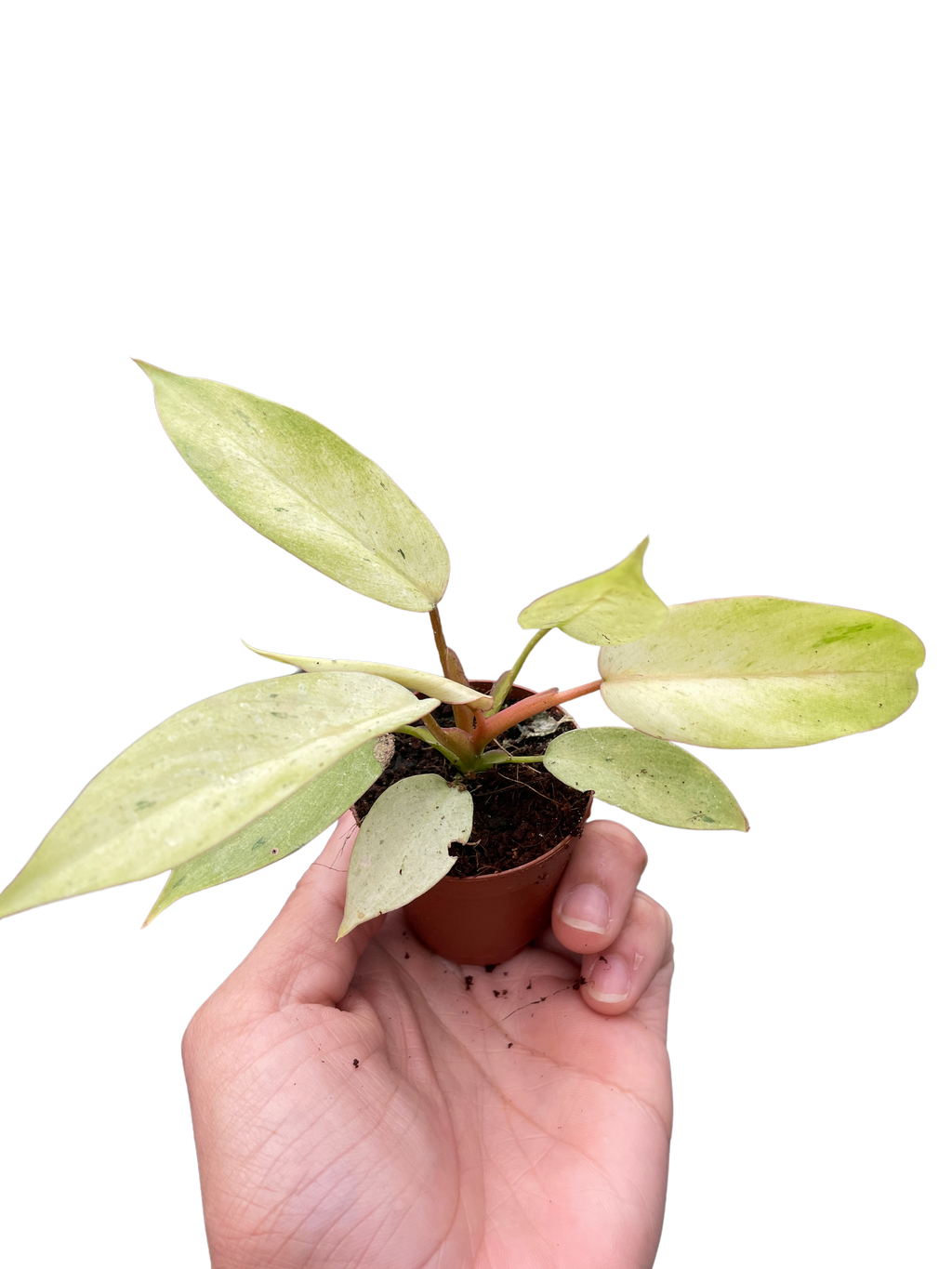 Philodendron Snowdrift