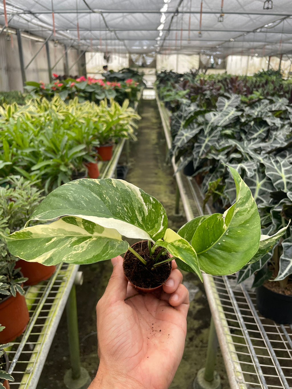 Pothos Albo Variegata