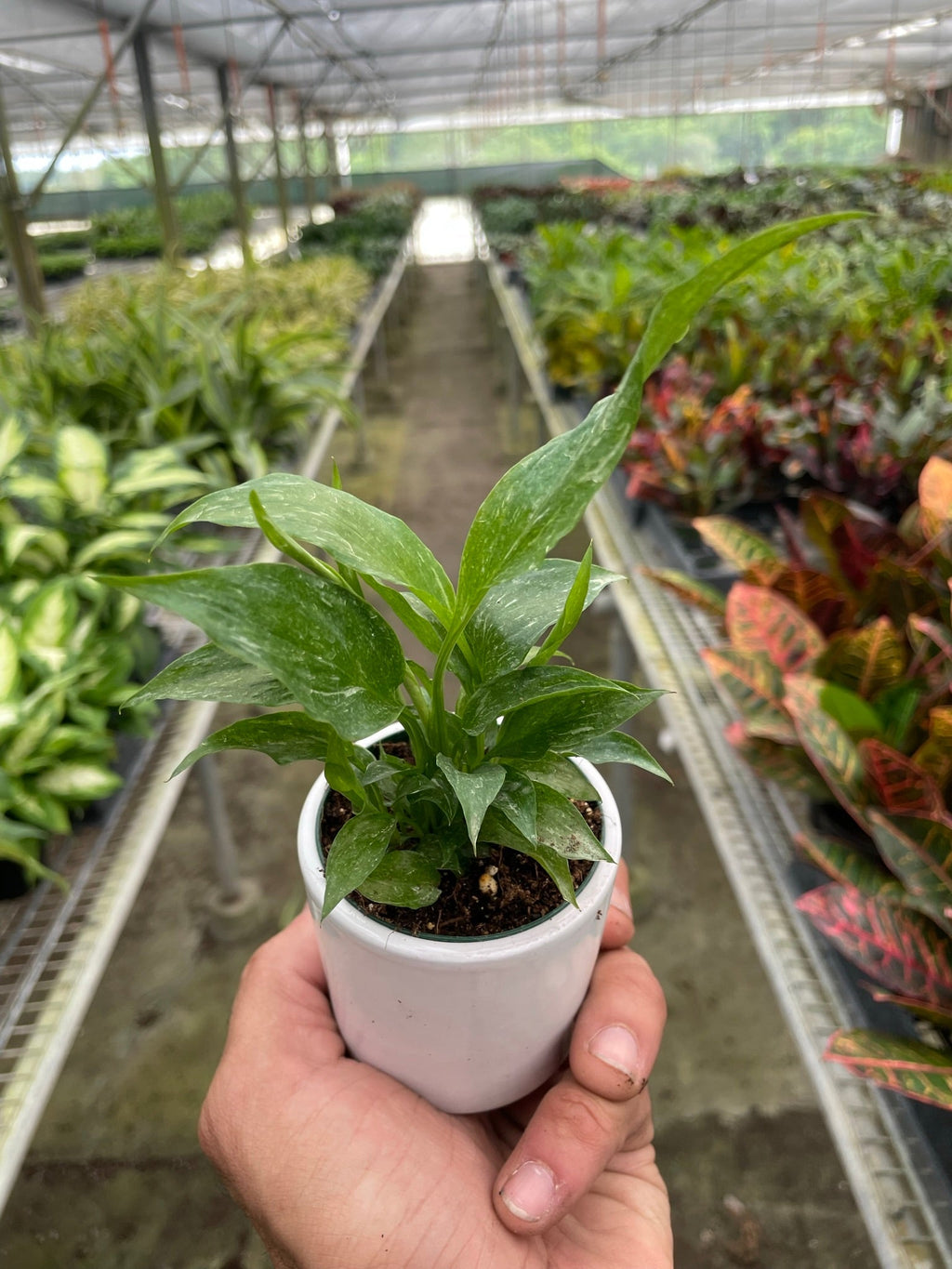 Variegated Spathiphyllum Domino
