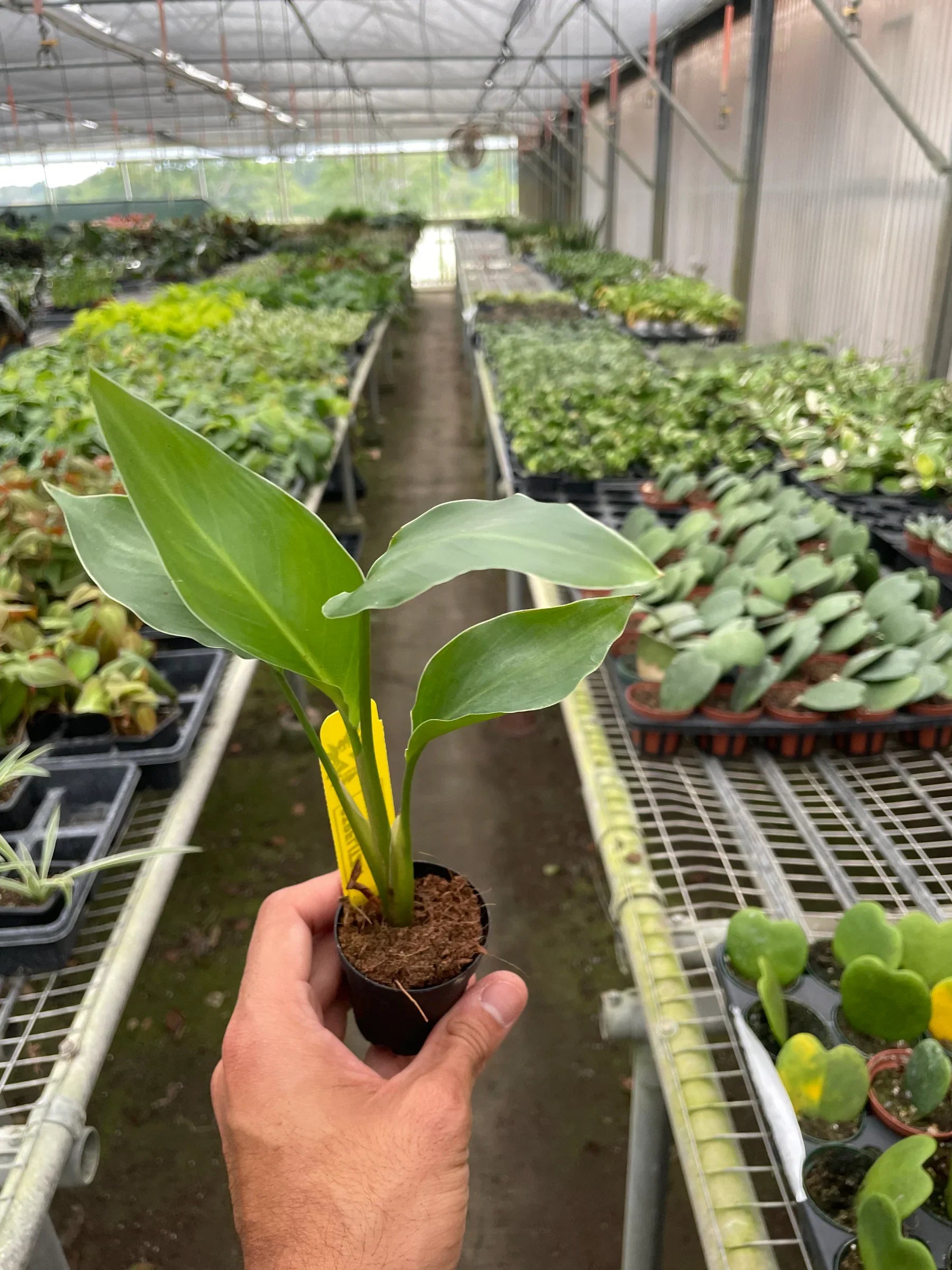White Bird Of Paradise Strelitzia Nicolai