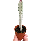 Succulent Euphorbia Dragon Bone