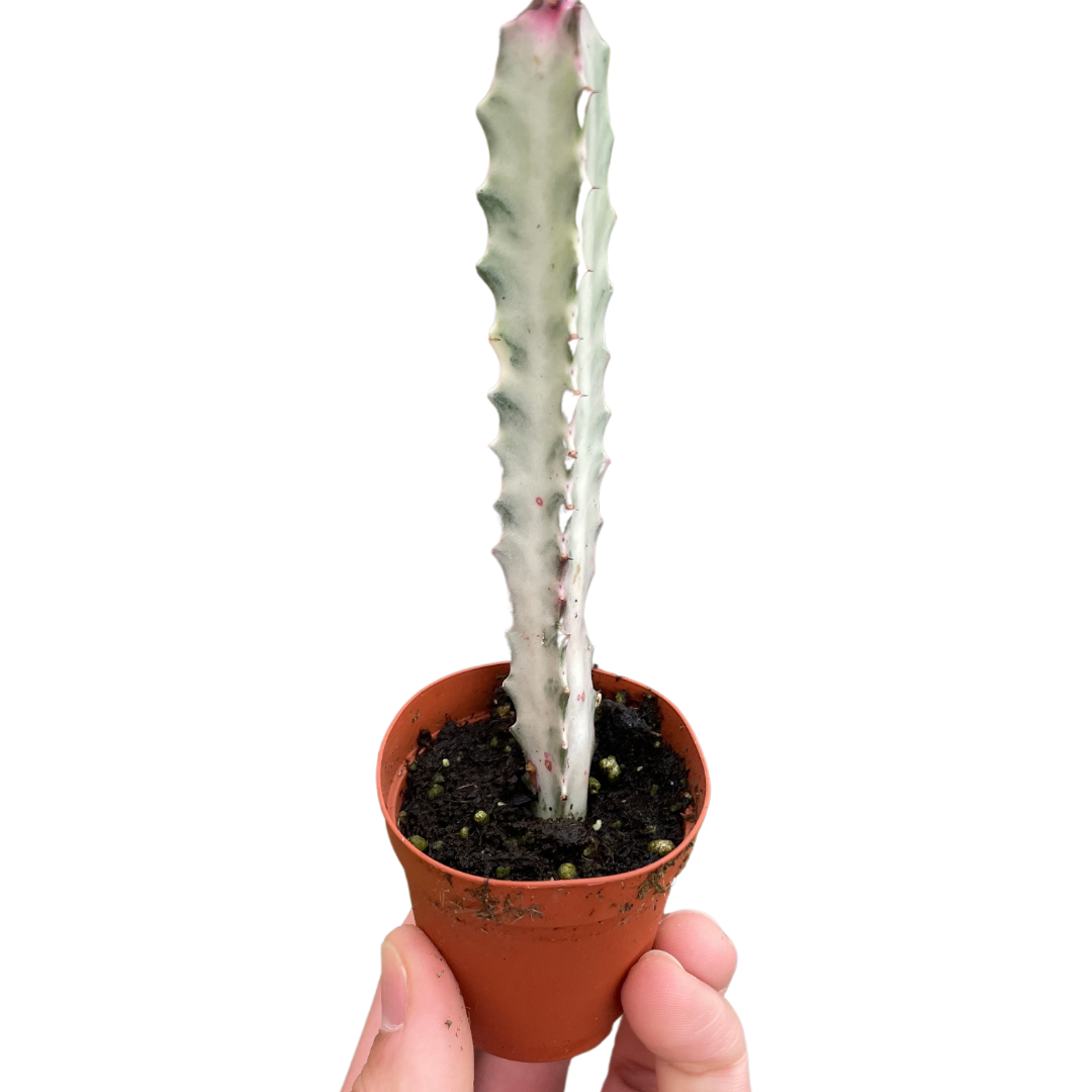 Succulent Euphorbia Dragon Bone