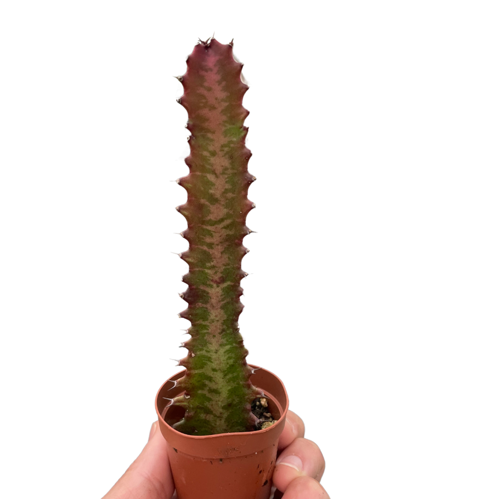 Succulent Euphorbia Trigona Rubra