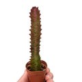 Succulent Euphorbia Trigona Rubra