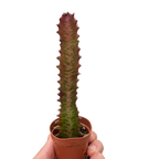 Succulent Euphorbia Trigona Rubra