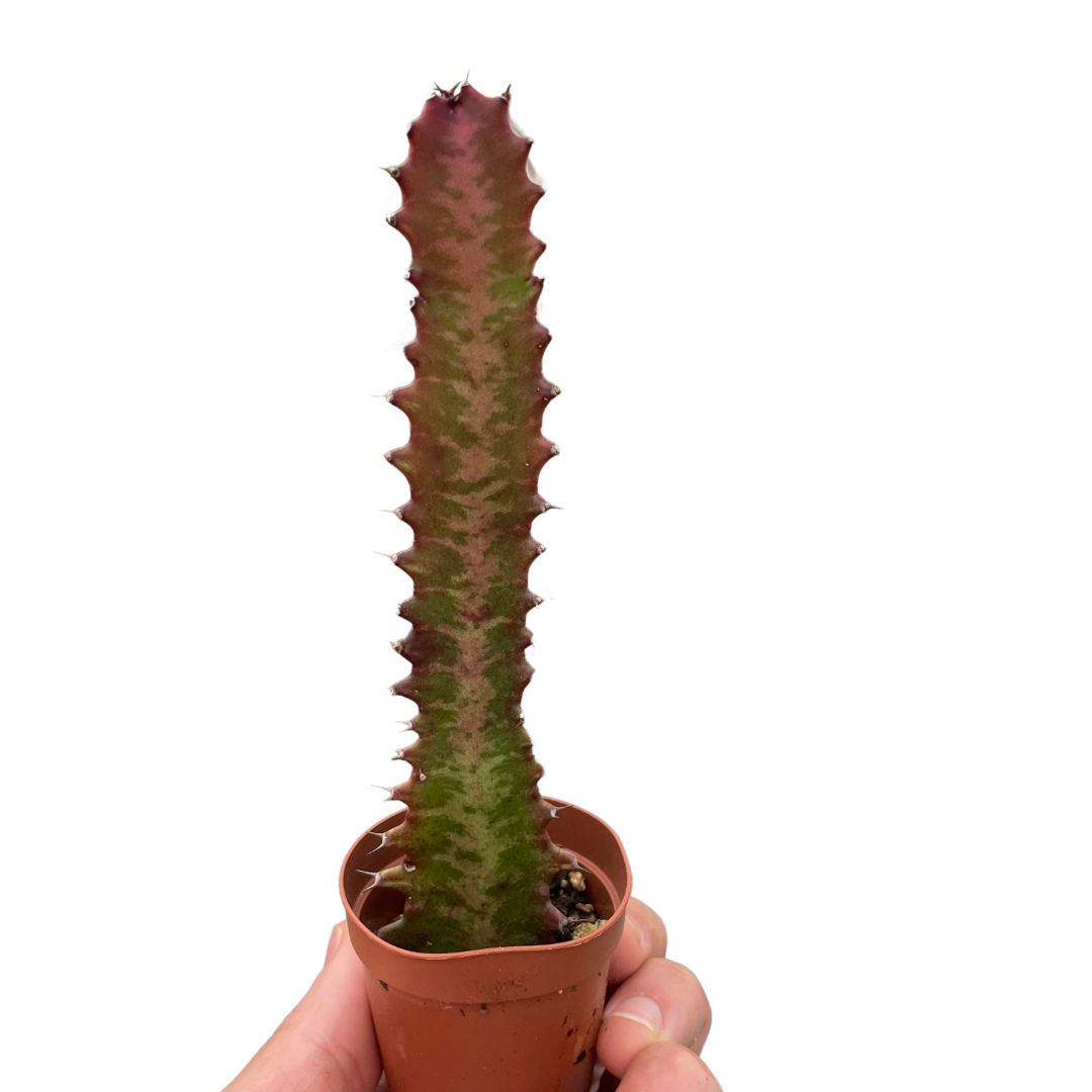 Succulent Euphorbia Trigona Rubra