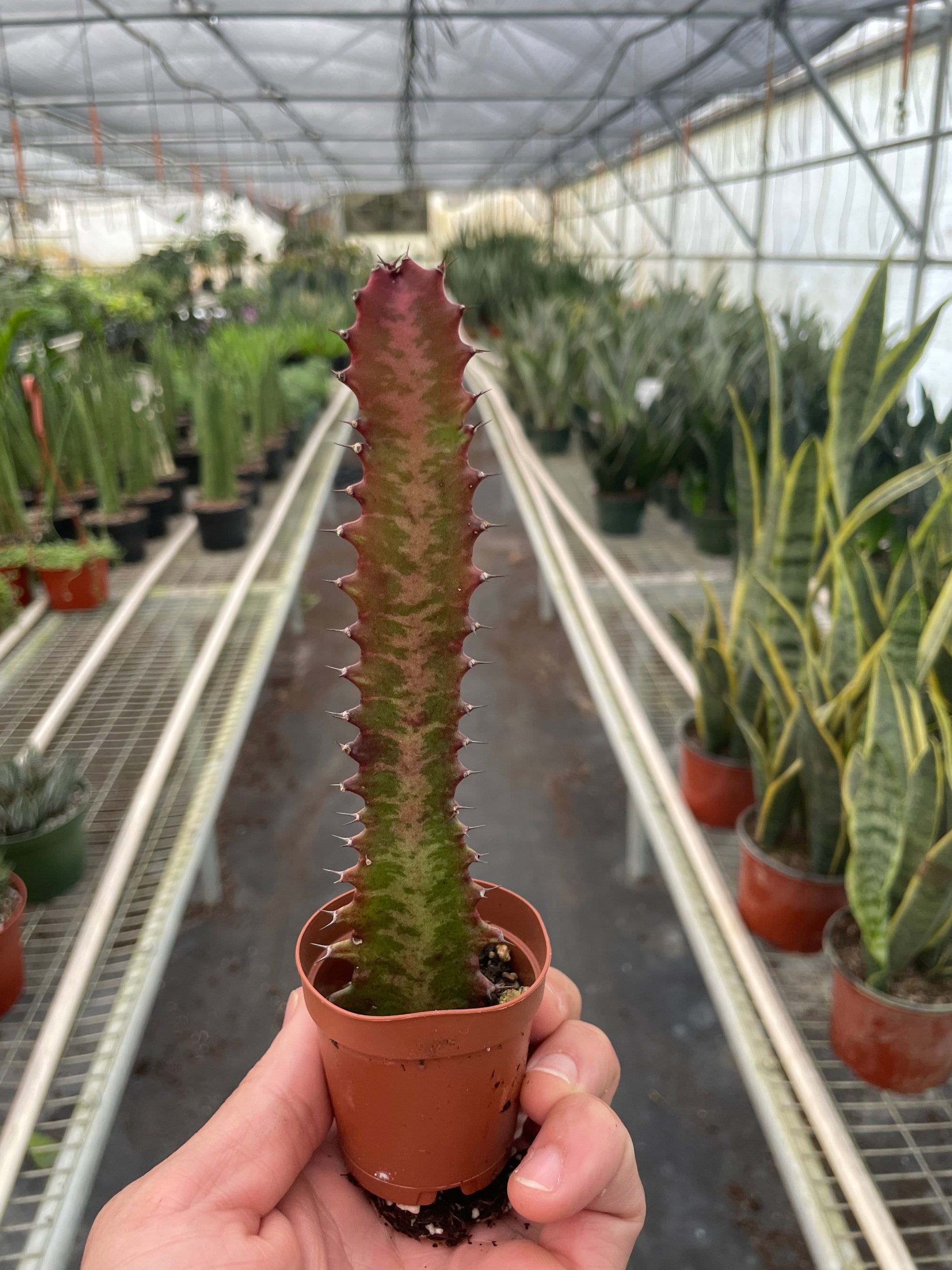 Succulent Euphorbia Trigona Rubra