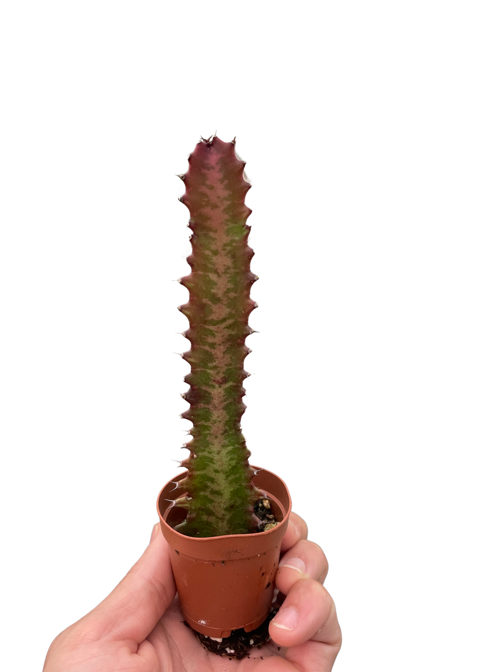 Succulent Euphorbia Trigona Rubra