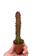 Succulent Euphorbia Trigona Rubra