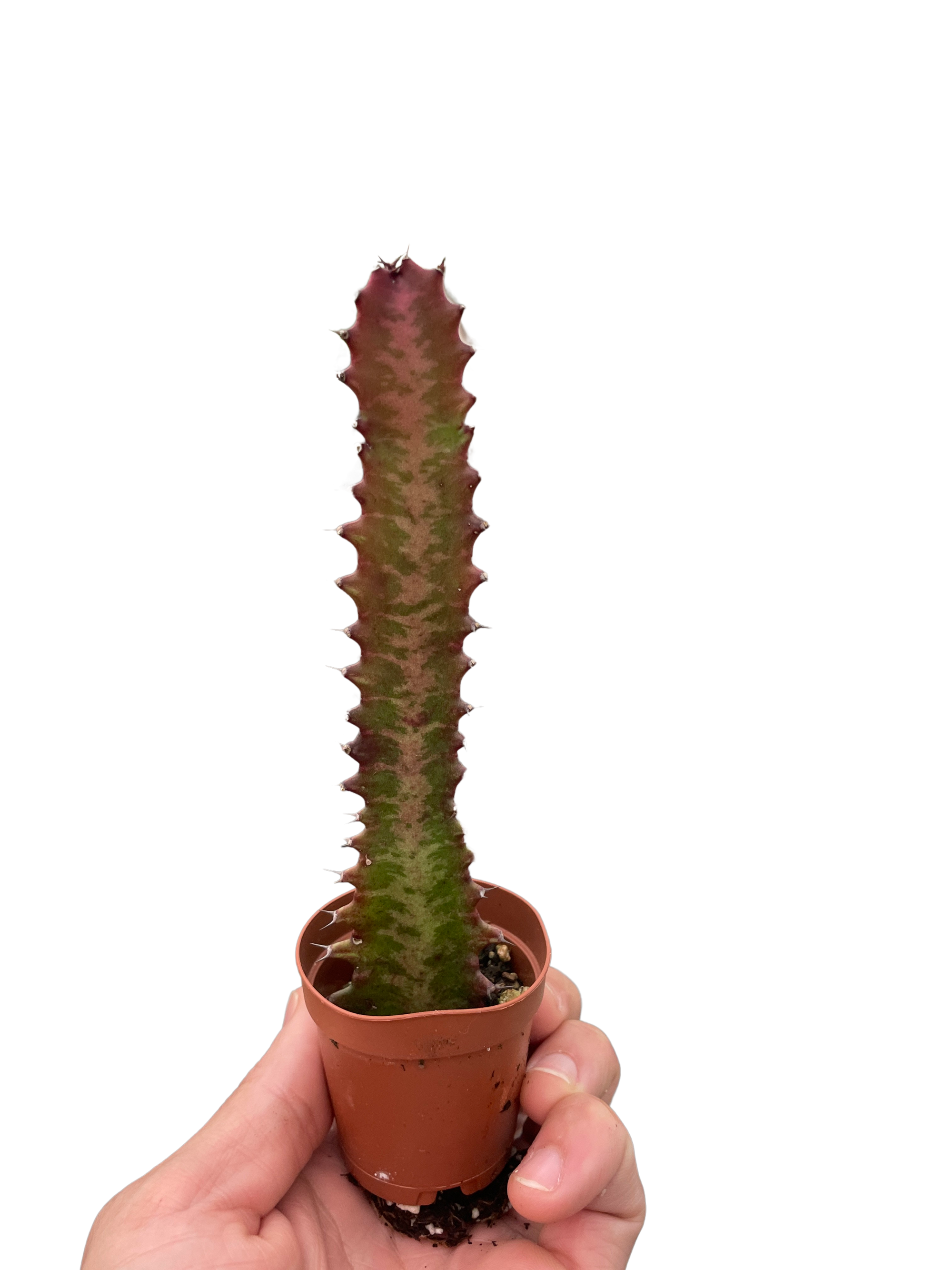 Succulent Euphorbia Trigona Rubra