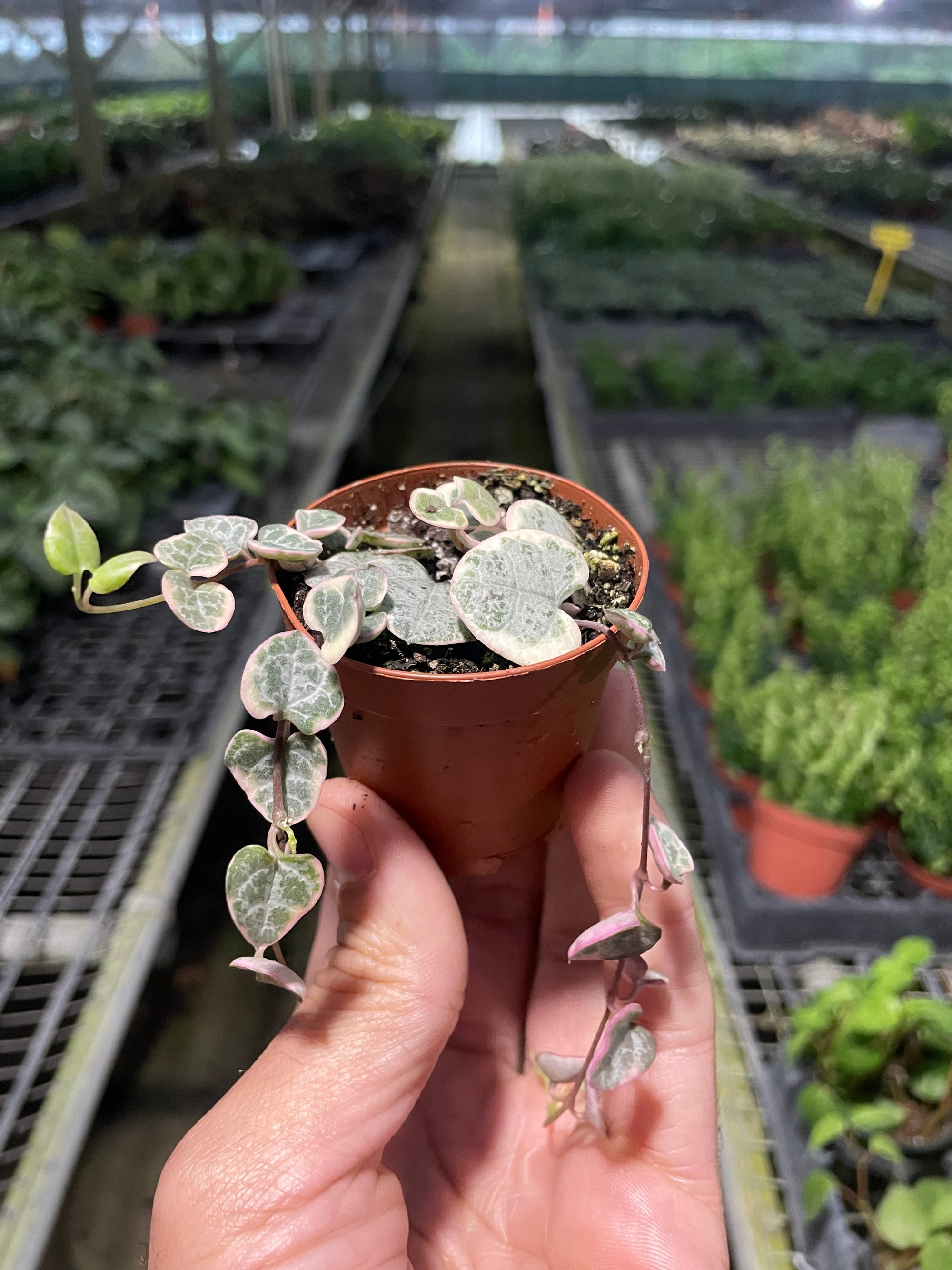 String Of Hearts Variegated