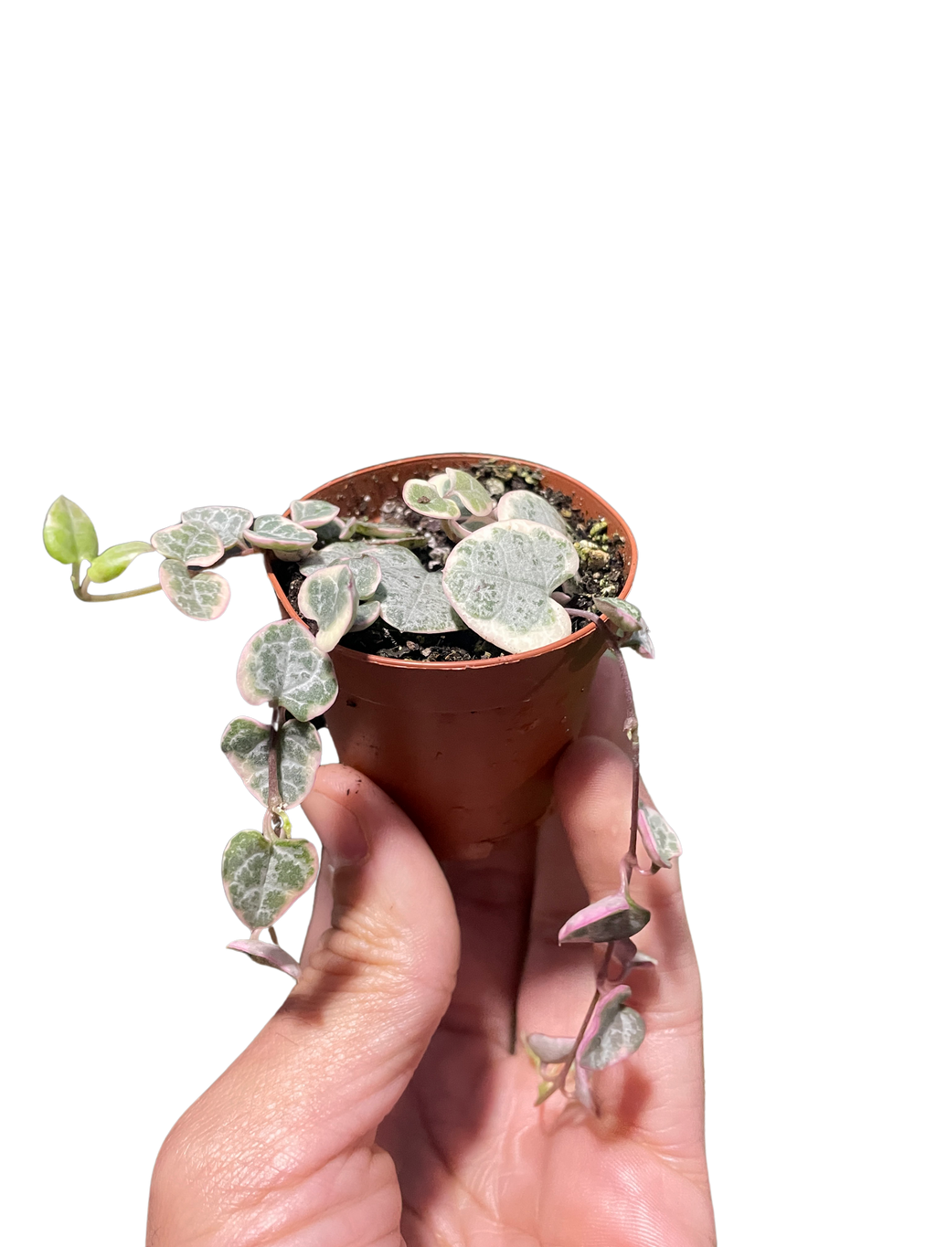String Of Hearts Variegated