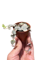 String Of Hearts Variegated