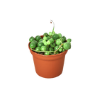 Succulent 'String of Pearls'