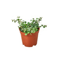 Peperomia Prostrata String Of Turtles