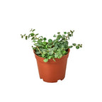 Peperomia Prostrata String Of Turtles