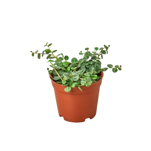 Peperomia Prostrata String Of Turtles