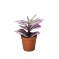 Tradescantia Nanouk