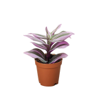 Tradescantia Nanouk