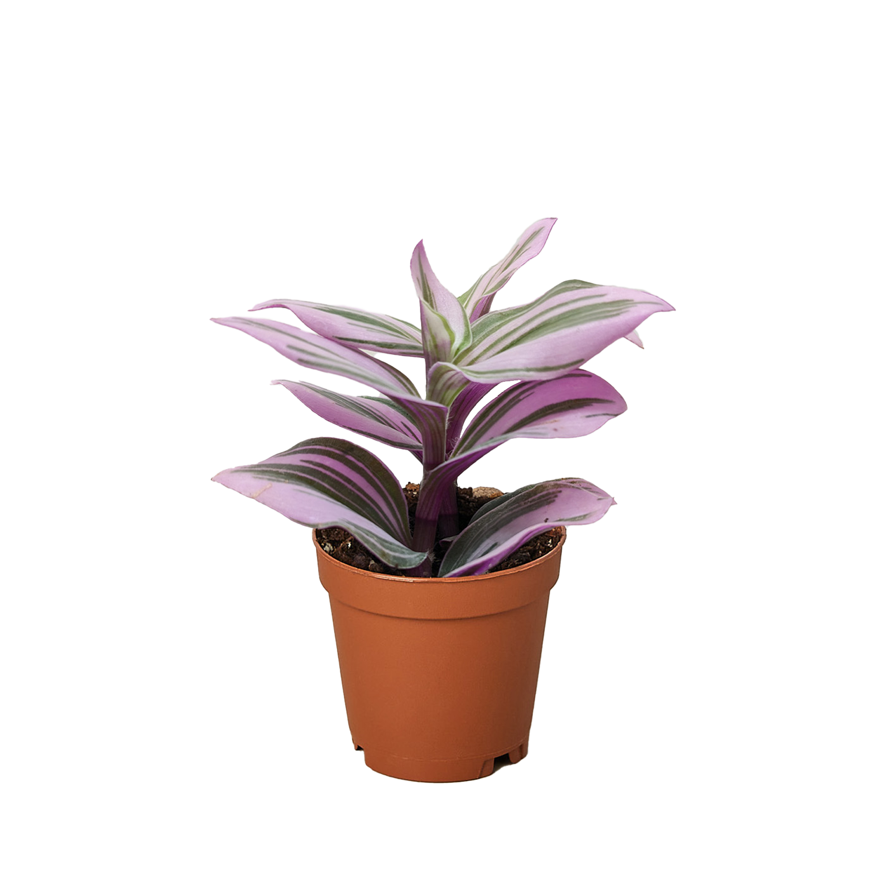 Tradescantia Nanouk