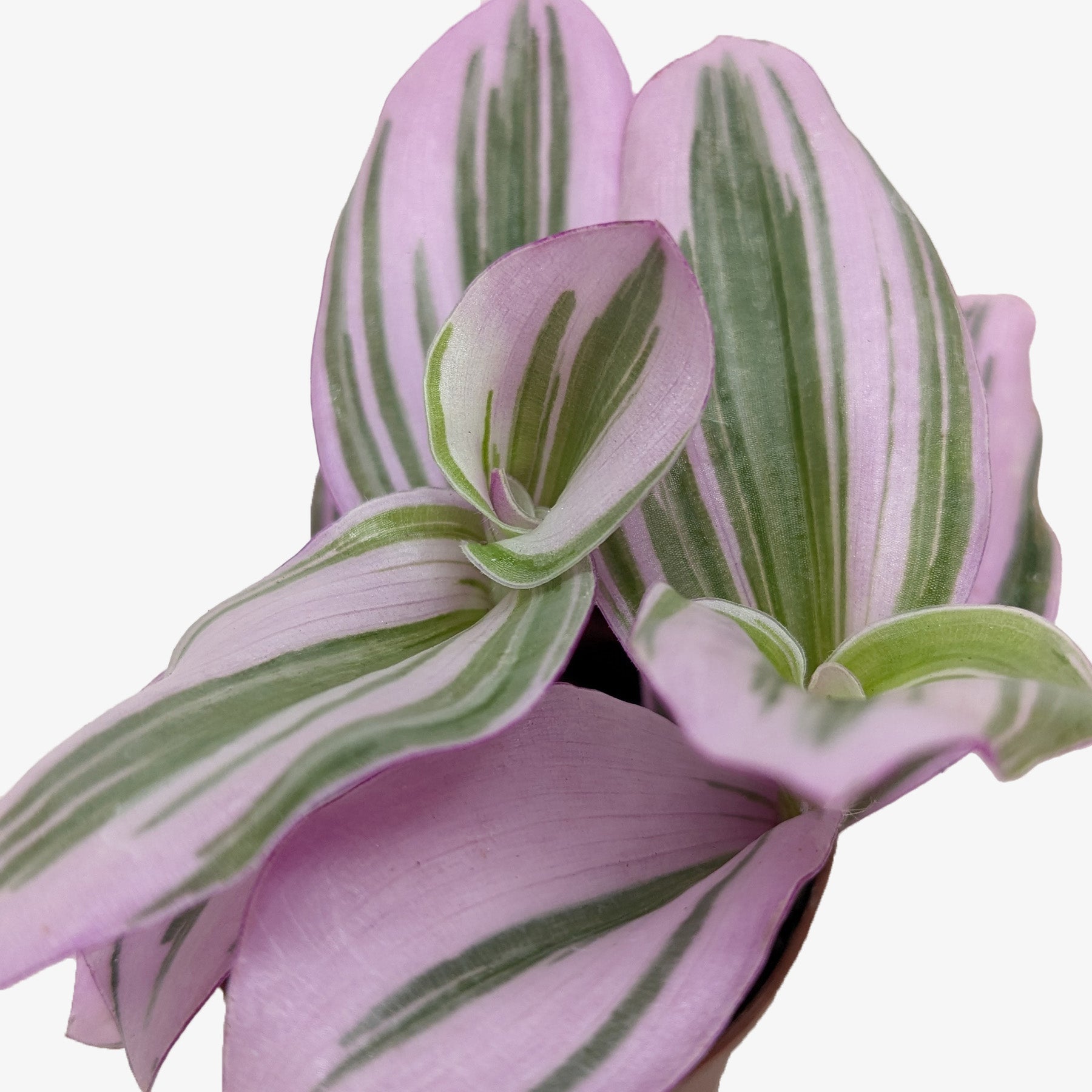 Tradescantia Nanouk