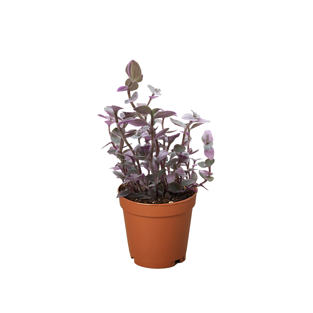 Tradescantia Callisia Pink Panther