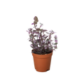 Tradescantia Callisia Pink Panther
