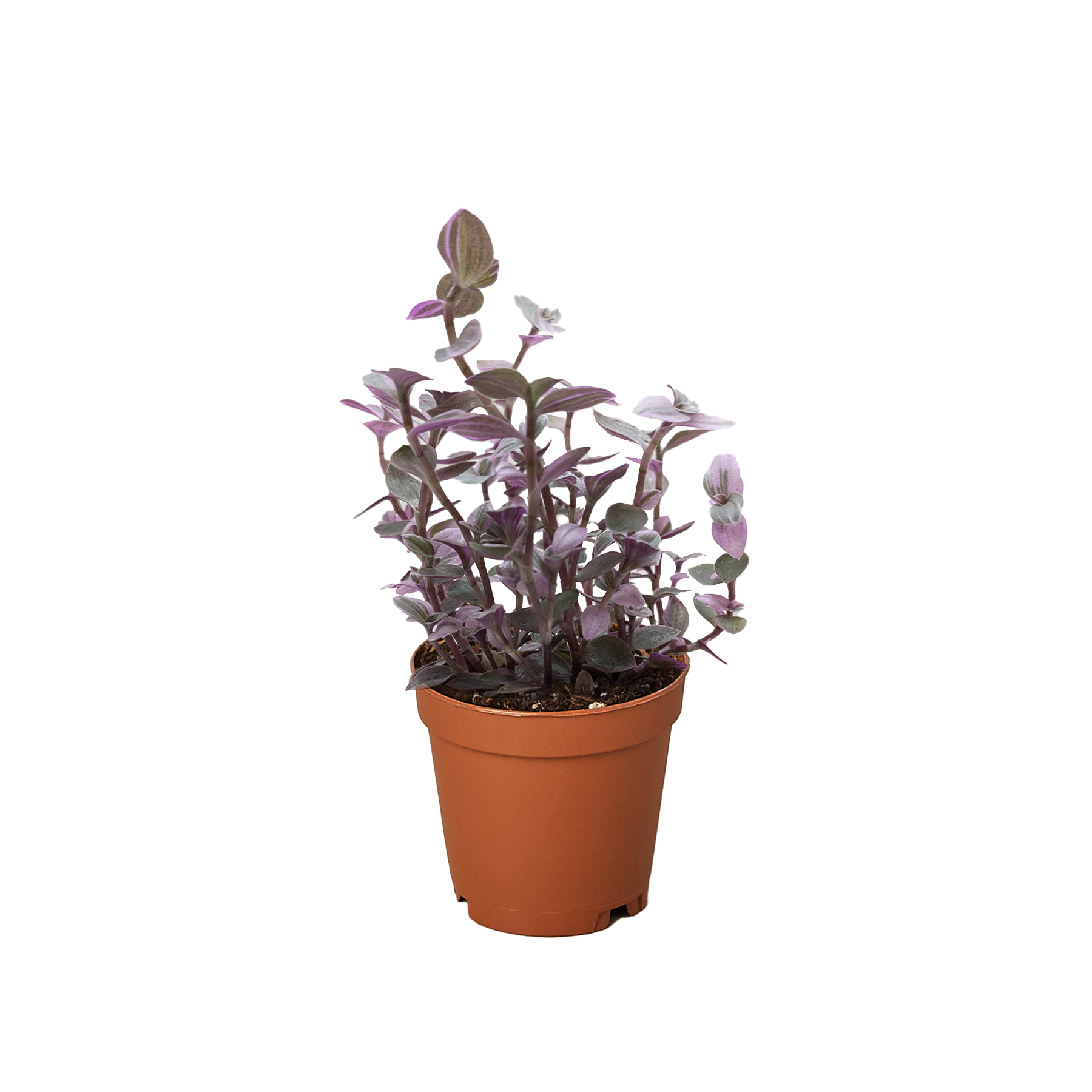 Tradescantia Callisia Pink Panther