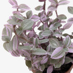 Tradescantia Callisia Pink Panther